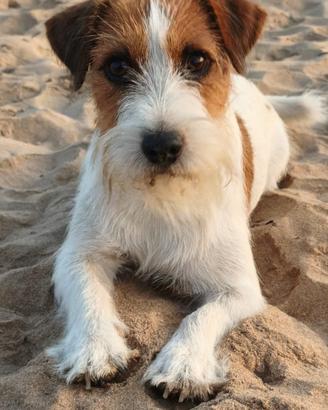 Jack Russel maschio con pedigree per monta zona Ra
