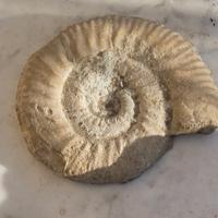 Fossile di conchiglia