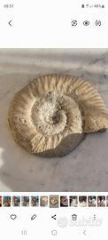 Fossile di conchiglia