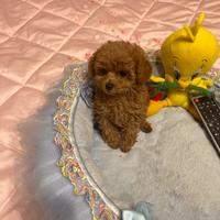 Barboncini toy e mini toy Pedigree ENCI