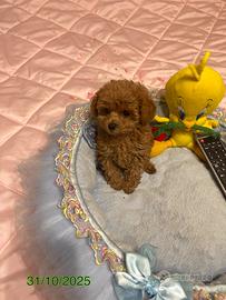 Barboncini toy e mini toy Pedigree ENCI