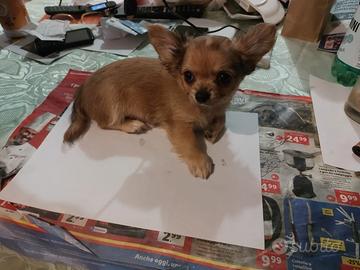 Chihuahua