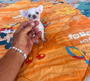 Chihuahua maschietto pelo corto con pedigree