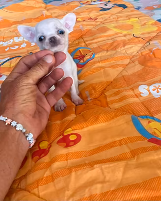 Chihuahua maschietto pelo corto con pedigree