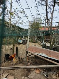Gallo Fenix con tre galline