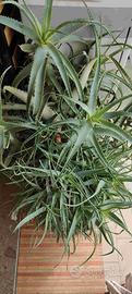 pianta aloe arborescens