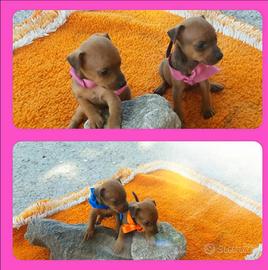Cuccioli di pinscher toy