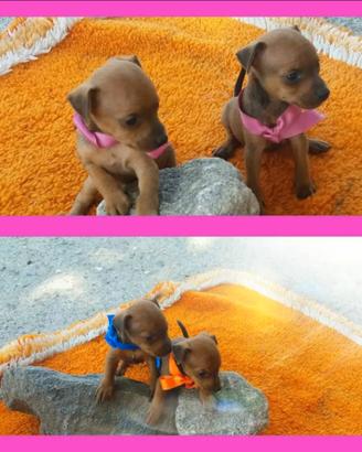 Cuccioli di pinscher toy