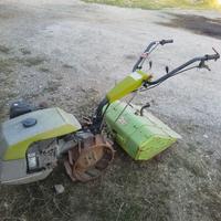 Grillo