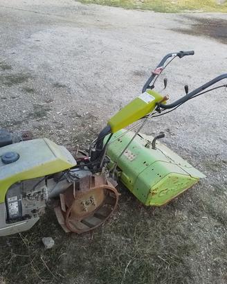 Grillo
