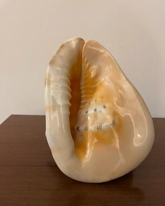 Grande congilia naturale da collezione