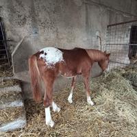 Puledro appaloosa