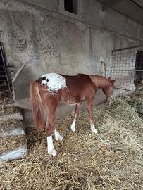Puledro appaloosa