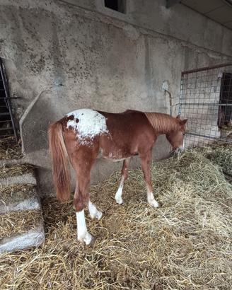 Puledro appaloosa