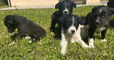 Cuccioli di Border Collie