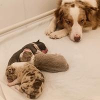Cuccioli border collie con pedigree