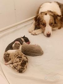 Cuccioli border collie con pedigree