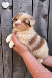 Cucciolo pastore australiano