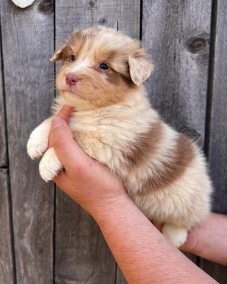 Cucciolo pastore australiano