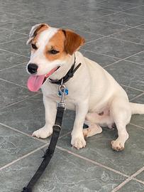 Jack Russel terrier