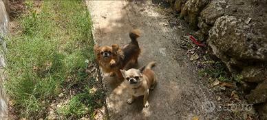 chihuahua 