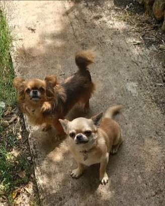 chihuahua 