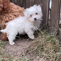 Cuccioli maltese Toy linea coreana per Natale