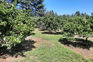 Giardino nei pressi fontana pubblica a Serramanna