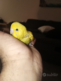 Cocorite allevato a mano