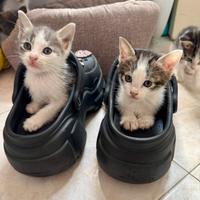 Piccoli amici per nuova sistemazione