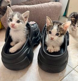 Piccoli amici per nuova sistemazione