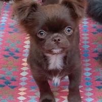 Cucciola chihuahua con pedigree Enci