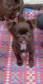 Cucciola chihuahua con pedigree Enci