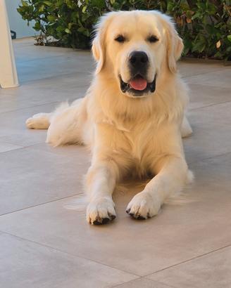 Golden Retriever per monta