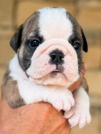 Cuccioli Bulldog Inglese