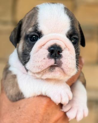 Cuccioli Bulldog Inglese