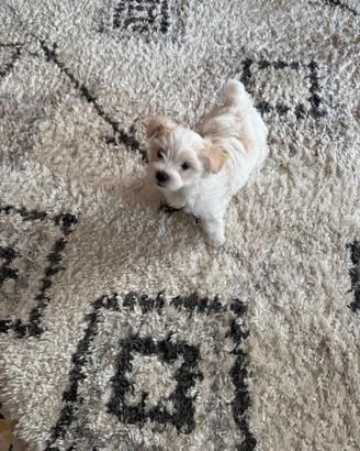Maltese