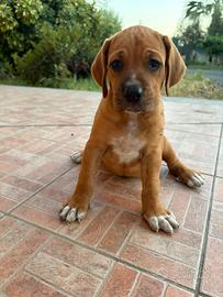 Meticcio corso-setter