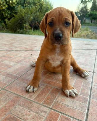 Meticcio corso-setter