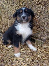 Cucciola pastore australiano