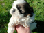 Immagine 3