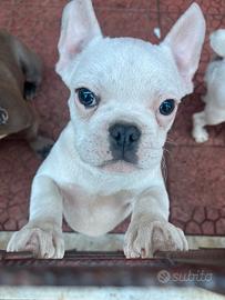 Bulldog francese esotico