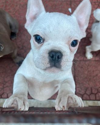 Bulldog francese esotico