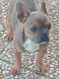Bouledogue Francese exotica
