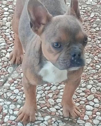 Bouledogue Francese exotica