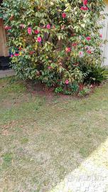 Taglio prati e manutenzione del verde