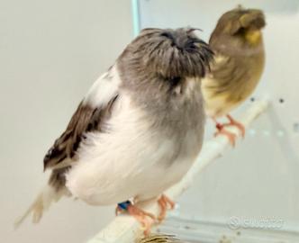 GLOSTER Corona e Consort Intero Ceppo