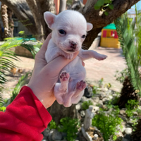 Cuccioli chihuahua maschi