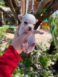 Cuccioli chihuahua maschi