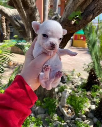 Cuccioli chihuahua maschi